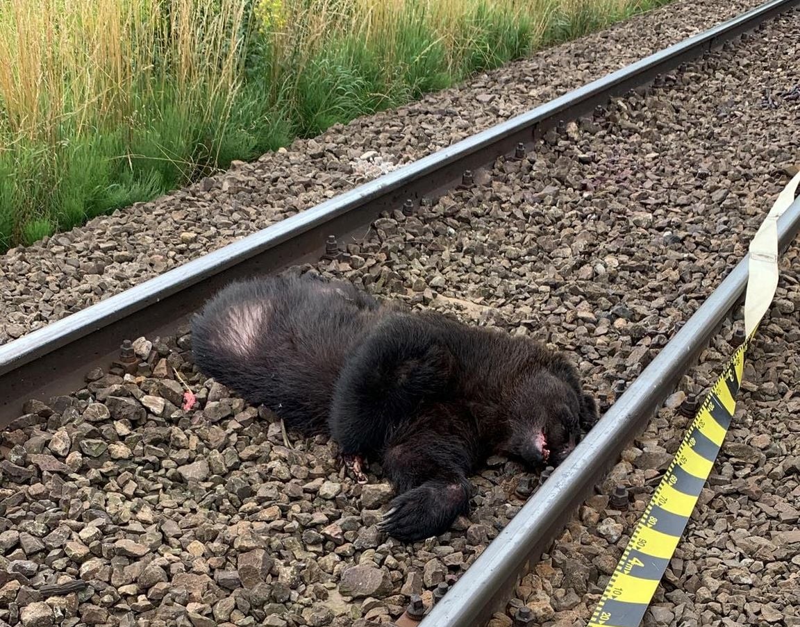 Vonat gázolt el egy medvét